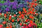 USA- Oregon. Cannon Beach Garden with orange New Guinea impatiens Art Print